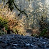 low angle photography of gravel road between green leafed trees